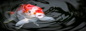 How to Repair a Cracked or Leaking Concrete Pond or Fish Pond: Quick and Effective Solutions 6 Aqua Pond, Pond Cleaning, Pond Repair, Pond Maintenance