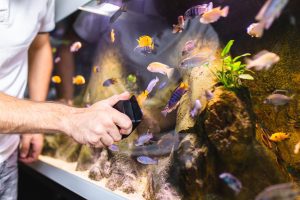 Mastering Ammonia and Nitrite Management in Koi Ponds: A Comprehensive Guide 9 Aqua Pond, Pond Cleaning, Pond Repair, Pond Maintenance