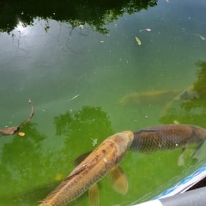 Aqua Pond Ltd | Pond Cleaning, Maintenance and Repairs Aqua Pond Ltd | Pond Cleaning Maintenance and Repairs