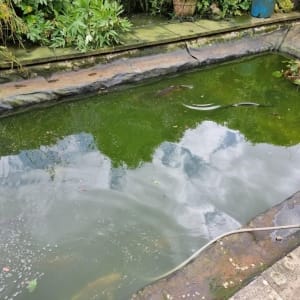 Aqua Pond Ltd | Pond Cleaning, Maintenance and Repairs Aqua Pond Ltd | Pond Cleaning Maintenance and Repairs