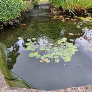 Aqua Pond Ltd | Pond Cleaning, Maintenance and Repairs Aqua Pond Ltd | Pond Cleaning Maintenance and Repairs