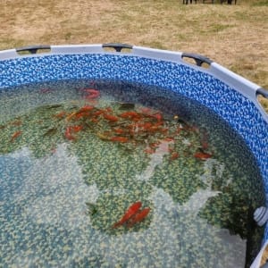 Aqua Pond Ltd | Pond Cleaning, Maintenance and Repairs Aqua Pond Ltd | Pond Cleaning Maintenance and Repairs