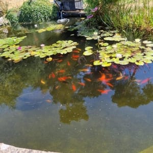 Aqua Pond Ltd | Pond Cleaning, Maintenance and Repairs Aqua Pond Ltd | Pond Cleaning Maintenance and Repairs