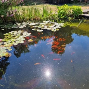 Aqua Pond Ltd | Pond Cleaning, Maintenance and Repairs Aqua Pond Ltd | Pond Cleaning Maintenance and Repairs