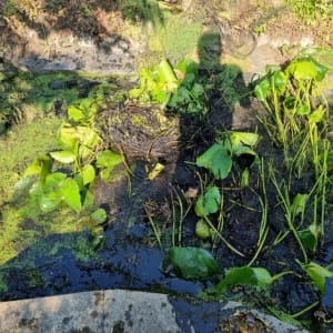 Aqua Pond Ltd | Pond Cleaning, Maintenance and Repairs Aqua Pond Ltd | Pond Cleaning Maintenance and Repairs