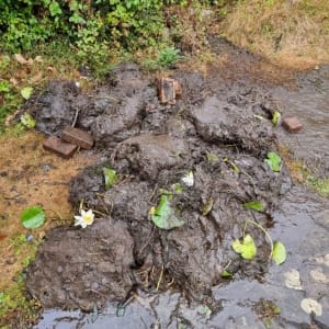 Aqua Pond Ltd | Pond Cleaning, Maintenance and Repairs Aqua Pond Ltd | Pond Cleaning Maintenance and Repairs
