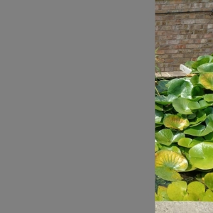 Aqua Pond Ltd | Pond Cleaning, Maintenance and Repairs Aqua Pond Ltd | Pond Cleaning Maintenance and Repairs