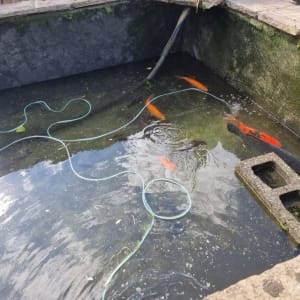 Aqua Pond Ltd | Pond Cleaning, Maintenance and Repairs Aqua Pond Ltd | Pond Cleaning Maintenance and Repairs