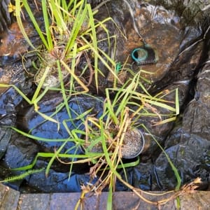 Aqua Pond Ltd | Pond Cleaning, Maintenance and Repairs Aqua Pond Ltd | Pond Cleaning Maintenance and Repairs