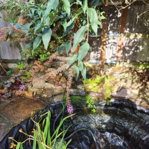 Aqua Pond Ltd | Pond Cleaning, Maintenance and Repairs Aqua Pond Ltd | Pond Cleaning Maintenance and Repairs