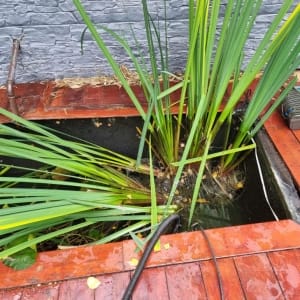Aqua Pond Ltd | Pond Cleaning, Maintenance and Repairs Aqua Pond Ltd | Pond Cleaning Maintenance and Repairs