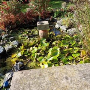 Aqua Pond Ltd | Pond Cleaning, Maintenance and Repairs Aqua Pond Ltd | Pond Cleaning Maintenance and Repairs
