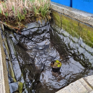 Aqua Pond Ltd | Pond Cleaning, Maintenance and Repairs Aqua Pond Ltd | Pond Cleaning Maintenance and Repairs