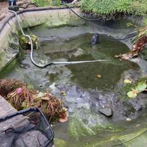 Aqua Pond Ltd | Pond Cleaning, Maintenance and Repairs Aqua Pond Ltd | Pond Cleaning Maintenance and Repairs