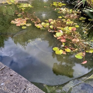 Aqua Pond Ltd | Pond Cleaning, Maintenance and Repairs Aqua Pond Ltd | Pond Cleaning Maintenance and Repairs