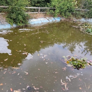 Aqua Pond Ltd | Pond Cleaning, Maintenance and Repairs Aqua Pond Ltd | Pond Cleaning Maintenance and Repairs