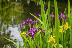 Aqua Pond Ltd: Expert Pond Maintenance Services from a Professional Contractor Near You 7 Aqua Pond, Pond Cleaning, Pond Repair, Pond Maintenance