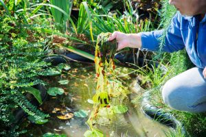 Cloverleaf Blanket Answer: Unravelling the Mystery Behind This Cosy Crochet Pattern 9 Aqua Pond, Pond Cleaning, Pond Repair, Pond Maintenance