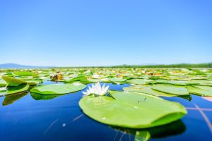 Pond Dye: The Essential Guide to Enhancing Your Aquatic Landscape 6 Aqua Pond, Pond Cleaning, Pond Repair, Pond Maintenance