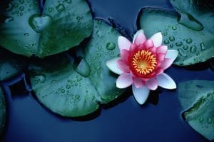 Why Adding Gravel, Stones or Large Rocks to a Pond Can Be a HUGE Mistake: Understanding the Risks and Consequences 7 A Guide to Water Lilies: Cultivation, Care, and Varieties