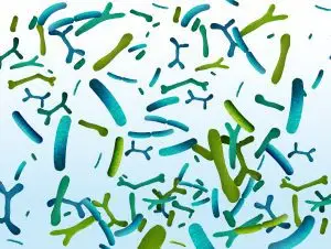 POND AS AN ECOSYSTEM / A CASE STUDY 2 Bacteria