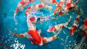 How To De-Chlorinate Pond Water: Effective Methods for Healthy Aquatic Life 8 Cycle a Koi Pond