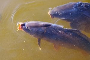 Year-Round Tips for Healthy Ponds 9 Grass Carp Care in a Garden Pond: Essential Tips for Successful Maintenance