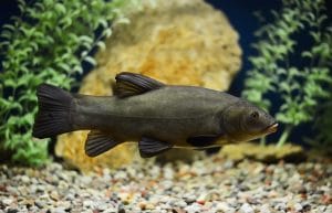 How to Keep Koi from Eating Your Pond Plants: Top Tips and Tricks 8 Doctor fish, the tench