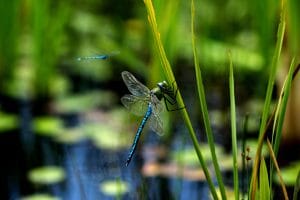 All about Pond Bead Filters: Understanding Their Benefits and Usage 6 What Can You Find at the Edges of the Pond? Exploring Nature's Hidden Wonders