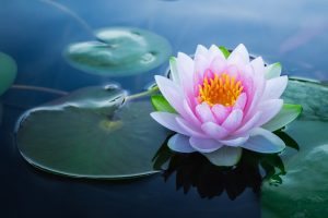 How To Care For Goldfish In A Pond: Essential Tips for Outdoor Aquatic Habitats 7 Waterlilies, Revitalize Your Pond Today with Our Expert Cleaning Services!