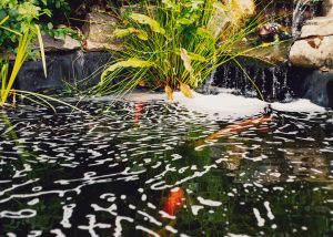 How to Install a Preformed Pond: A Step-by-Step Guide for Garden Enthusiasts 6 Why is There Foam on My Koi Pond