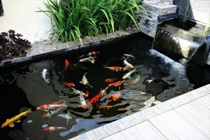 When Cleaning Your Pond, We Take the Following Steps for Optimal Results 8 Smallest Koi Pond: Creating a Tranquil Oasis in Limited Space