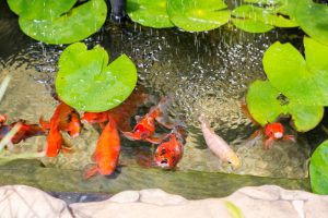 Essential Guide: Preparing Your Pond for Spring 2 Pond UV Light: Essential Tool for Crystal-Clear Water