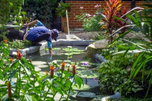 Why Your Pond Water Is Green (And How to Fix It) 2 Water Does A Pond Lose To Evaporation