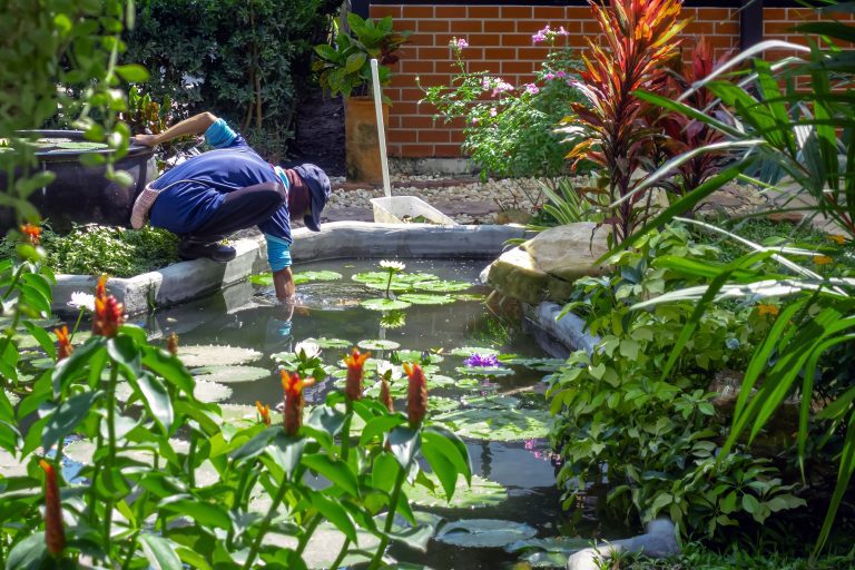 How to Maintain Healthy Pond Oxygen Levels for Vibrant Aquatic Life 2 Water Does A Pond Lose To Evaporation