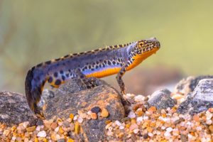 Sterlet Fish Care in a Garden Pond: Essential Tips for Success 6 Newts for Ponds: Unlocking the Magic of Newts and Enhancing Your Pond with These Fascinating Creatures