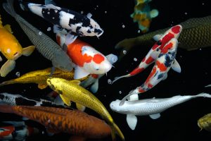 Best Practices for Pond Maintenance and Repair 7 What Is A Koi Pond