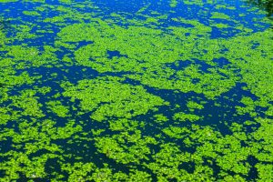 How to Keep Koi from Eating Your Pond Plants: Top Tips and Tricks 7 How Do You Get Rid of Duck Weed: Effective Strategies for a Clean Pond