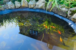 Effective Ways on How to Remove Algae from Your Pond 7 How To Best Find And Fix Pond Leaks Quickly: Effective Solutions for Immediate Results