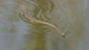 Do Ponds Need Water Changes? Understanding Maintenance for Healthy Ecosystems 8 Where Can I Find Amphibians and Grass Snakes? Exploring Their Natural Habitats