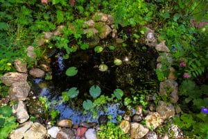 Year-Round Tips for Healthy Ponds 9 Ponds in Shady Gardens